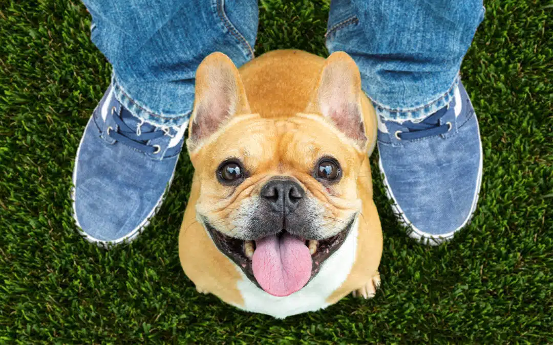 How to Prevent Your Lawn From Smelling Like Pet Waste