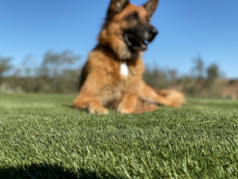 Biltright-Turf-Pet-Artificial-Grass-00003