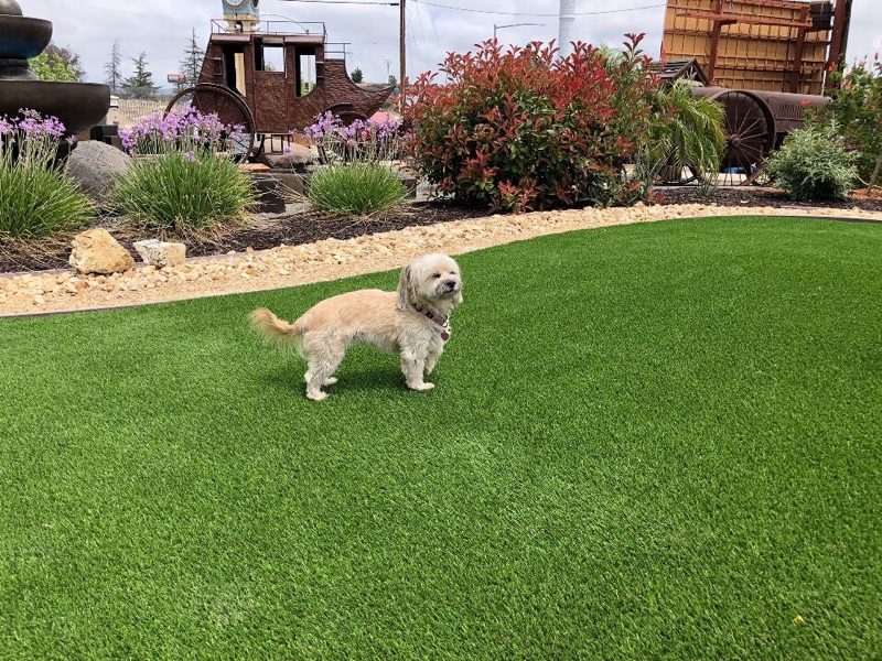 Biltright-Turf-Pet-Artificial-Grass-00004